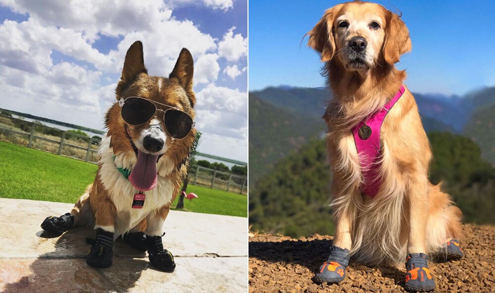 Truelove Pet Dog Shoes Waterproof Outdoor Rain Shoes For Dogs Big Small Dog Puppy Boots For Dogs All Weather Szapatos Para Perro Truelove Pet Dog Shoes Waterproof Outdoor Rain Shoes For Dogs Big Small Dog Puppy Boots For Dogs All Weather Szapatos Para Perro